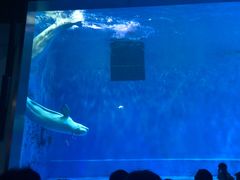 -芜湖新华联大白鲸海洋公园