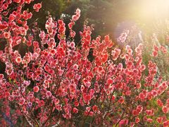 -桃花涧
