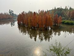 -白鹭湾湿地公园