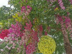 -广州白江湖森林公园