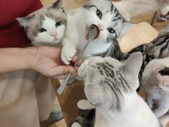 -有喵·猫咖·狗咖·30几只猫10只小狗(岗厦店)
