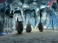 -帝企鹅自助餐厅•儿童岛•真企鹅(长隆企鹅酒店)