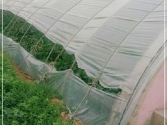 -大自然农场蔬菜草莓采摘园