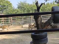 -青藏高原野生动物园