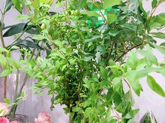 -何兮花店·气球派对鲜花店(马桥银春路万科城店)