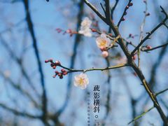 -花开海上生态园