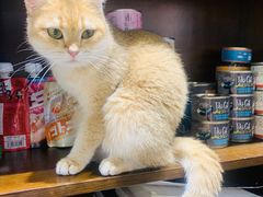 -逗柴咖啡屋·狗咖猫咖宠物桌游