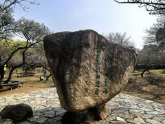 -香雪海