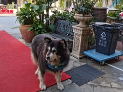 -more than meow吴止猫主题餐厅(承德 中船汇店)