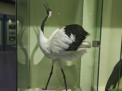 -盐城丹顶鹤湿地生态旅游区