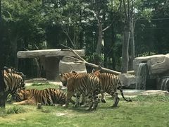 -上海野生动物园老虎餐厅