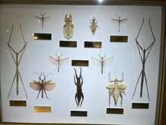 -上海昆虫博物馆