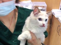 -宠颐生宠物医院·心肾内科·猫专科诊疗中心宠巢店