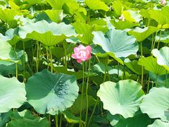 -莲花池公园