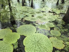 -池杉湖湿地公园