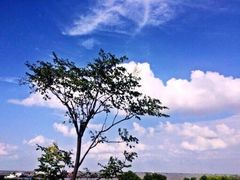 -上海吴淞炮台湾国家湿地公园