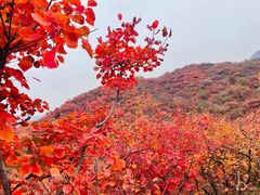 -周口店坡峰岭风景区