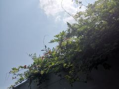 -养云安缦·廊