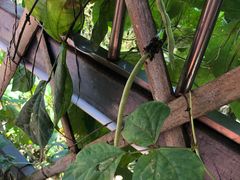 -洞背山庄(洞背院区式管理小区店)