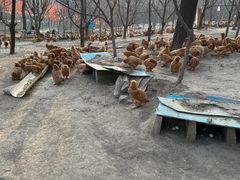 -第五季龙水凤港生态露营农场