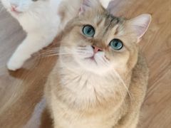 -COLOR PETS 撸猫馆·购猫·猫咖(长风大悦城店)