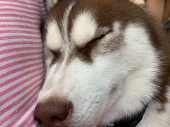 -Husky Go! 哈士奇体验馆·宠物咖啡厅狗咖