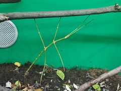-上海大自然野生昆虫馆(东方明珠·爬宠昆虫探索中心)