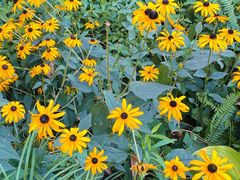 -成都市活水公园