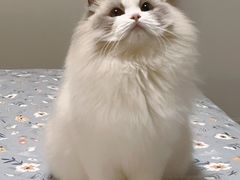 -momokira米努特·德文卷毛猫·棉花面纱犬