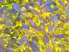 -老门框爆肚涮肉(金宝街店)