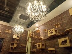 -more than meow吴止猫主题餐厅(承德 中船汇店)