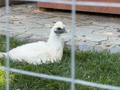 -中国扬子鳄村