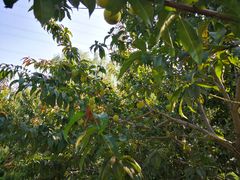 -永定河休闲森林公园