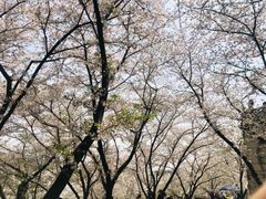 -苏州上方山国家森林公园