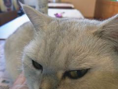 -李小姐の猫咖啡馆(五角场店)