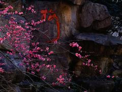 -杭州植物园