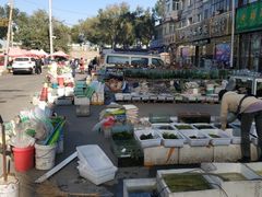 -哈尔滨道外花鸟鱼市场