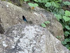 -MOJ coffee(瓯海泽雅水碓坑店)