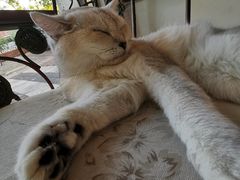 -平行世界·猫咖(首经贸店)