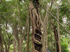 -中国科学院西双版纳热带植物园