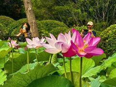 -莲花池公园