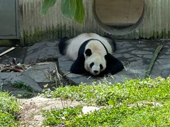 -卧龙中华大熊猫苑神树坪基地