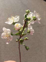 -沈阳市妇婴医院