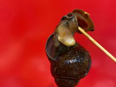 -老闵田螺馆·南昌市井菜·特色小吃(总店)