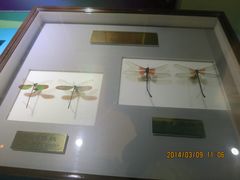 IMG_2816-上海昆虫博物馆