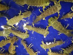 -幸福姐海鲜大排档