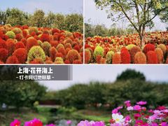 -花开海上生态园