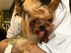 -百好乐宠物友好餐厅(朝外大街店)