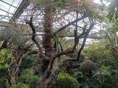 -呀路古热带植物园