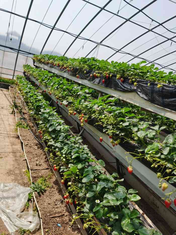 沐恩格林四季农场-"带着宝宝摘草莓,如果不是为了孩子,谁会来.